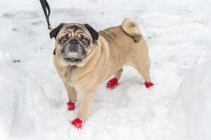 Do Dogs Need Shoes For Snow