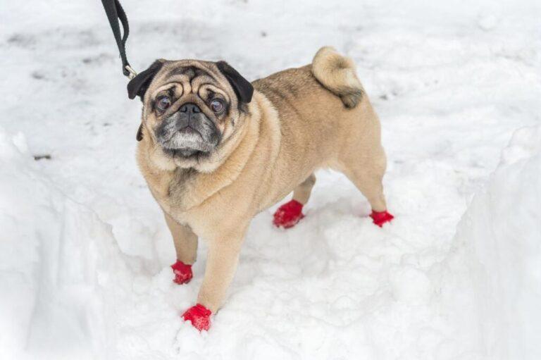 Do Dogs Need Shoes For Snow