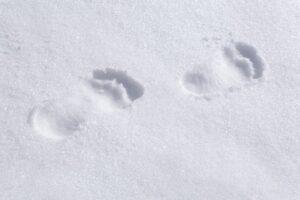 Can Dogs Walk In Snow Without Shoes