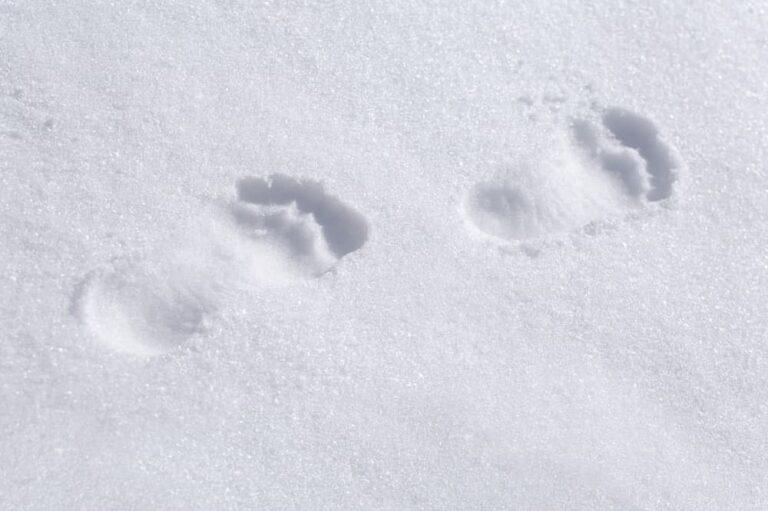 Can Dogs Walk In Snow Without Shoes