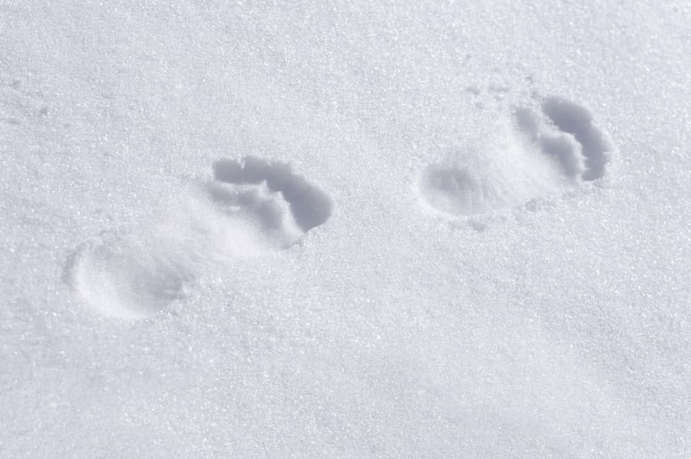Can Dogs Walk In Snow Without Shoes